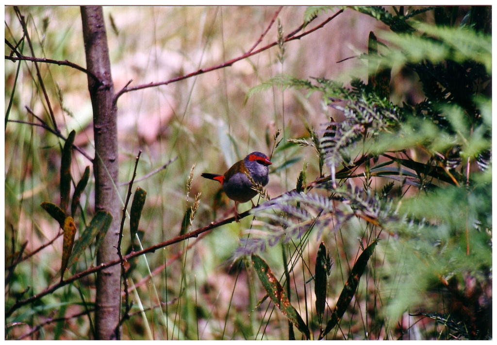 02 - Blue Montains (5).jpg